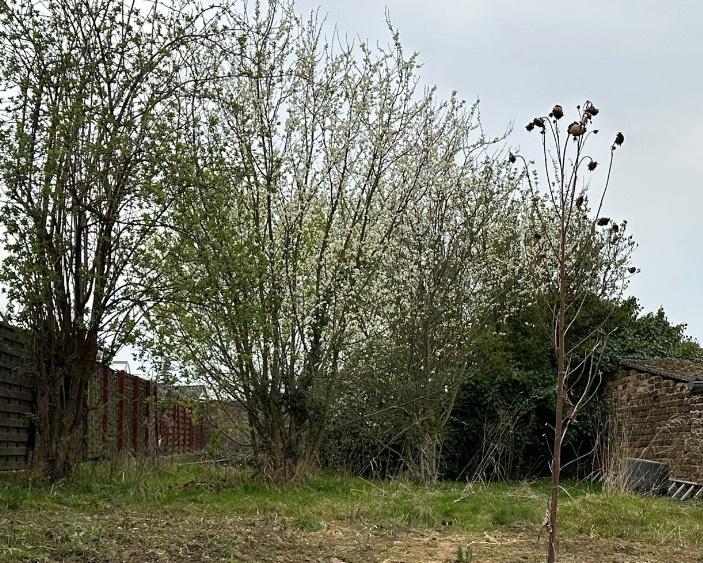 Einfamilienhaus Zülpich - 195.000&euro; | Angebot:26021176