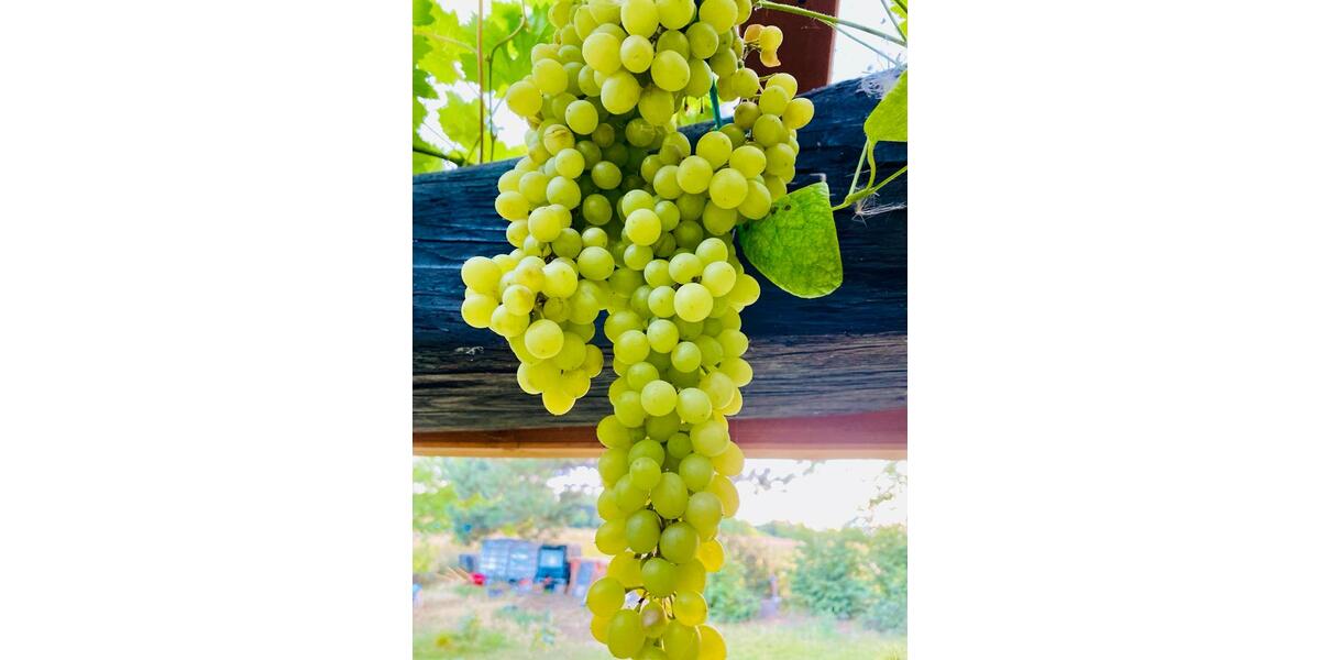 Einfamilienhaus Vettweiß - 8 Zimmer, 260 m&sup2;, 350.000&euro; | Angebot:25844064